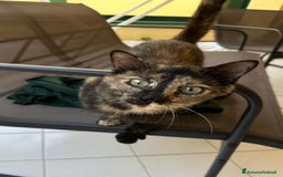 Altre razze gatti in regalo: Gattino dolcissimo trova casa - Immagine 2