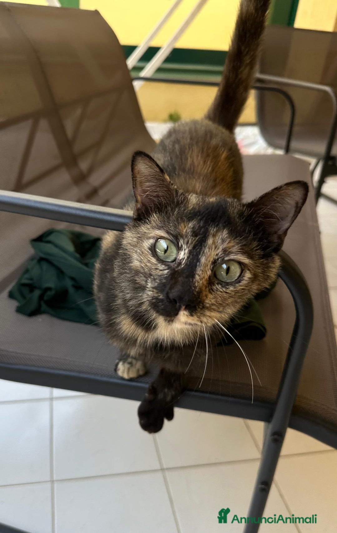 Altre razze gatti in regalo: Gattino dolcissimo trova casa - Immagine 2