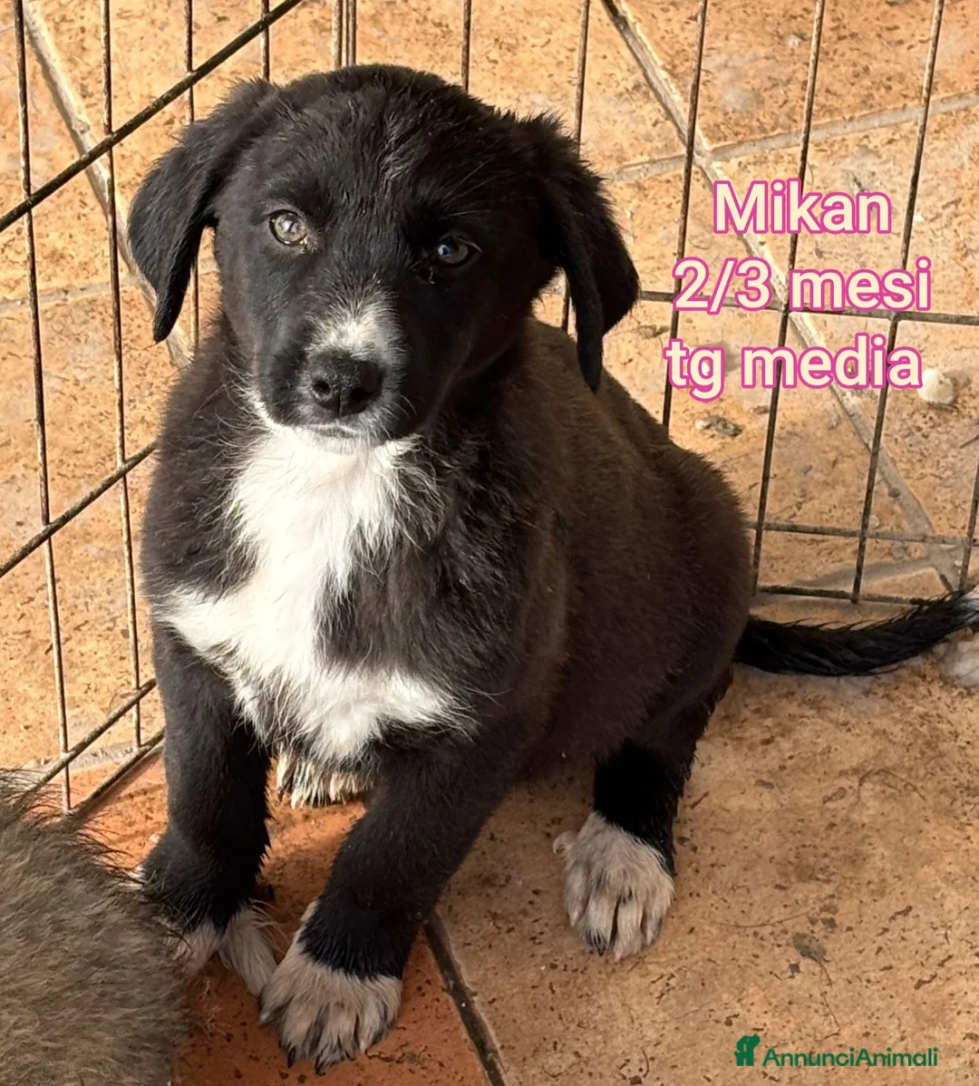 Meticcio cani in regalo: CUCCIOLI BISOGNOSI IN CERCA D'AMORE  - Annuncio 12