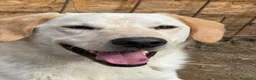 Meticcio cani in regalo: Billy e Kevin a Provincia di Isernia - Annuncio 8