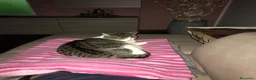 Europeo gatti in regalo: Gattini inseparabili - Annuncio 29