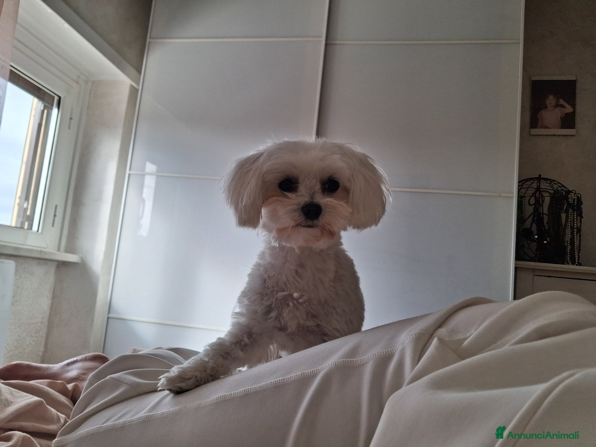 Maltese cani per accoppiamento: Maltese per accoppiamento  - Annuncio 1