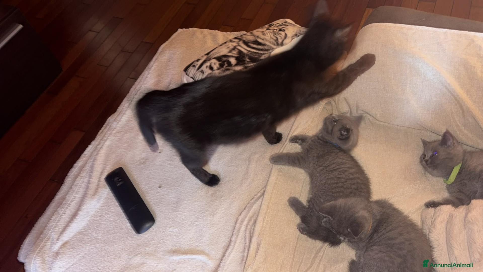 Scottish gatti Cuccioli scottish straight - Annuncio 19