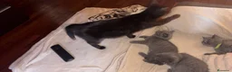 Scottish gatti in vendita: Cuccioli scottish straight - Annuncio 1