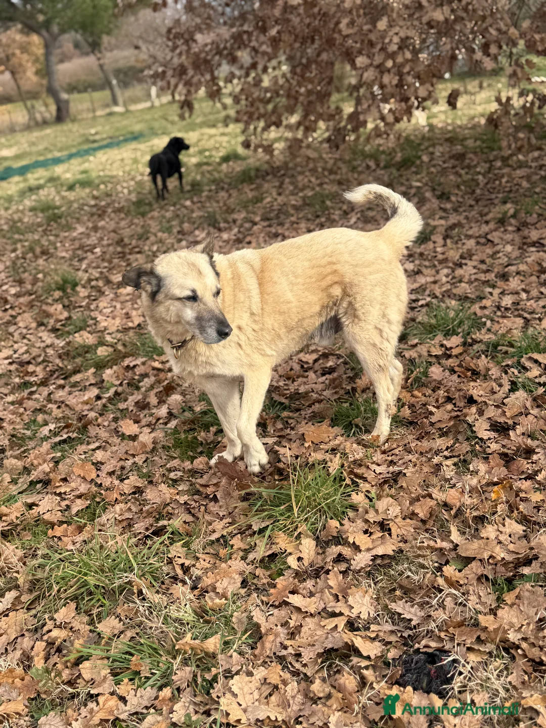 Meticcio cani in regalo: Lauro - Annuncio 3