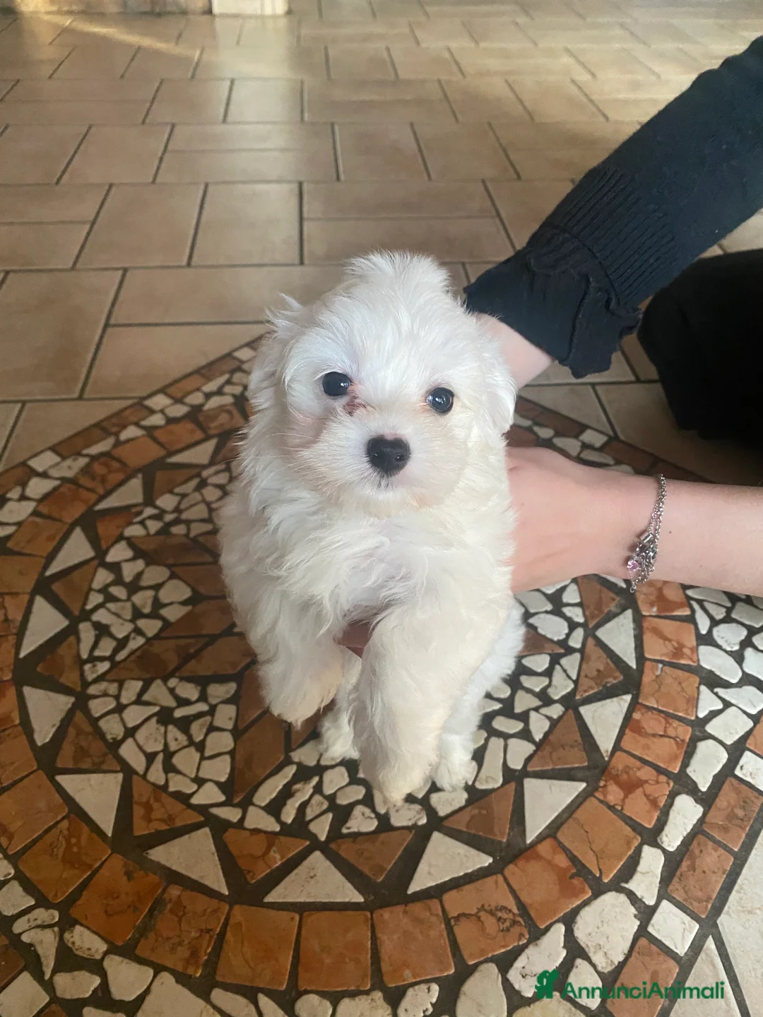 Maltese cani in vendita: Cuccioli Maltese  - Annuncio 6