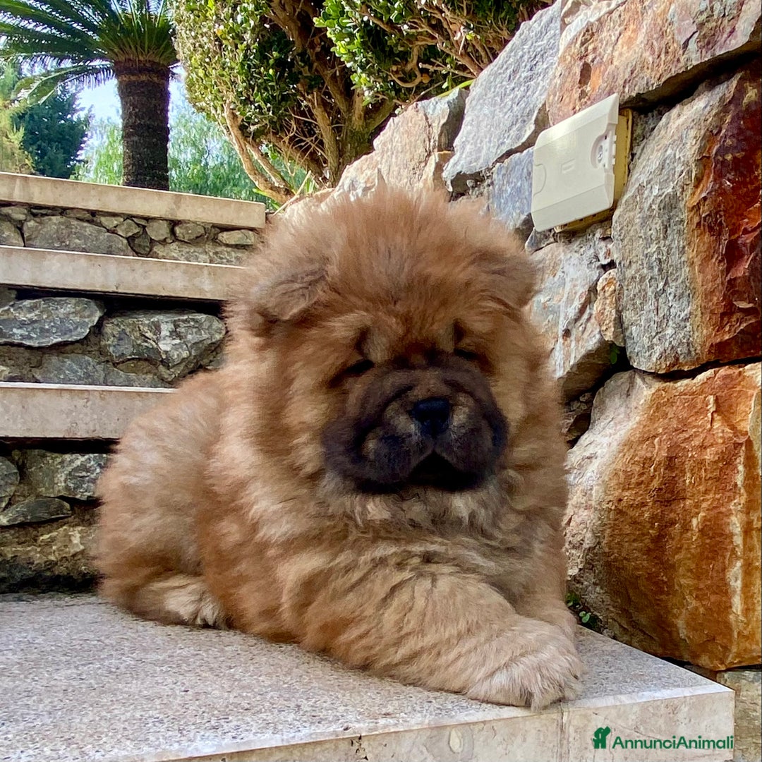 Chow Chow cani in vendita: Chow Chow Cucciole femmine nero e rosso  - Annuncio 22