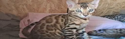 Bengala gatti in vendita: Bengala cuccioli con pedegree a Provincia di Como - Annuncio 6