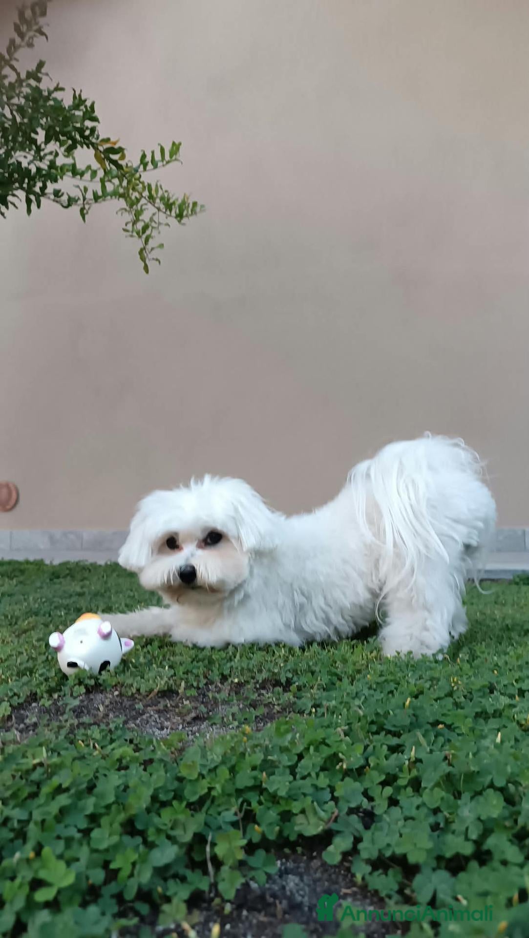 Maltese cani Splendido Maltese Maschio x accoppiamento - Annuncio 20