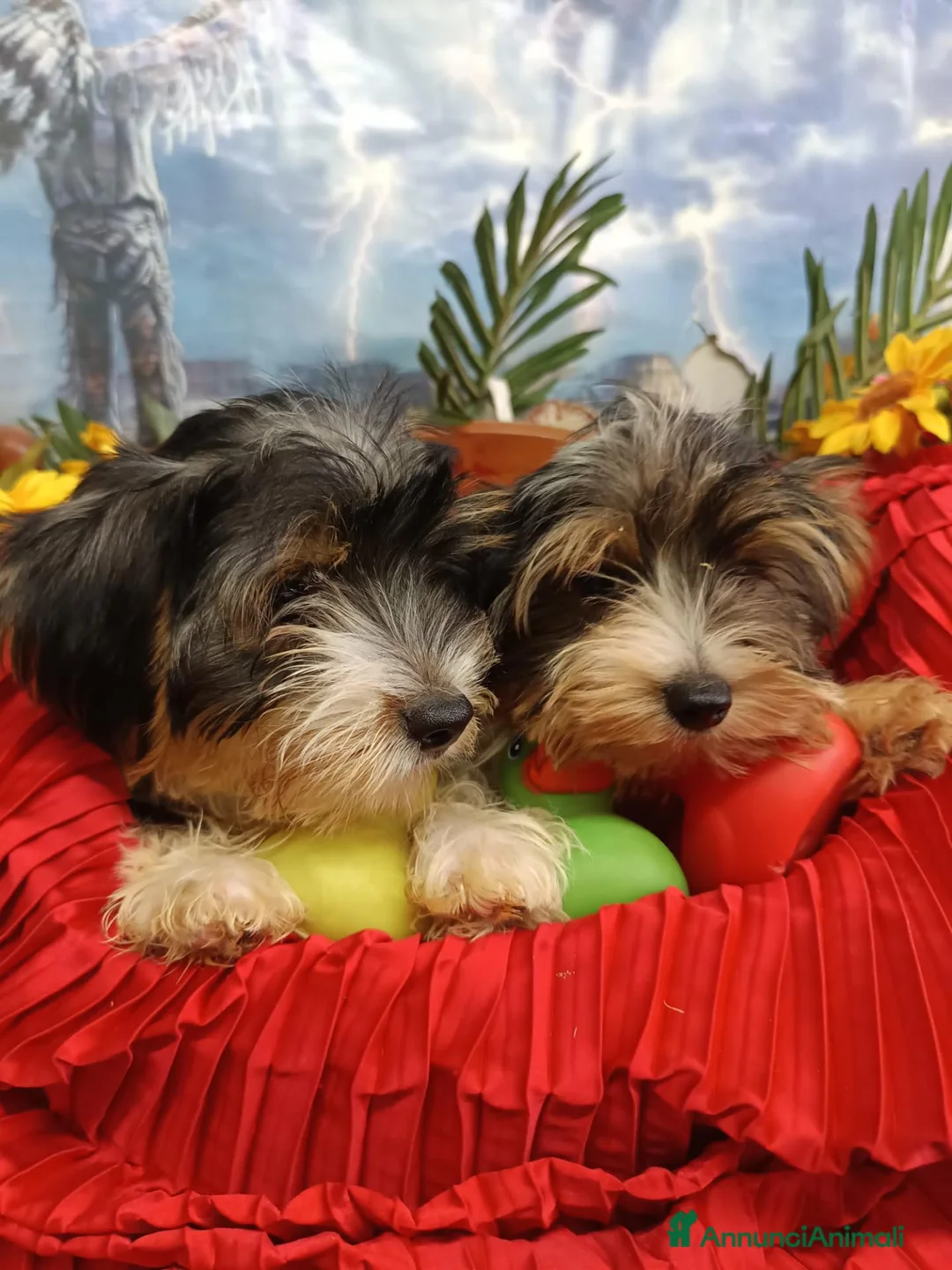 Biewer Terrier cani in vendita: DiTreColori-Yorkshire Ma Biewer Yorkshire Terrier  - Annuncio 2