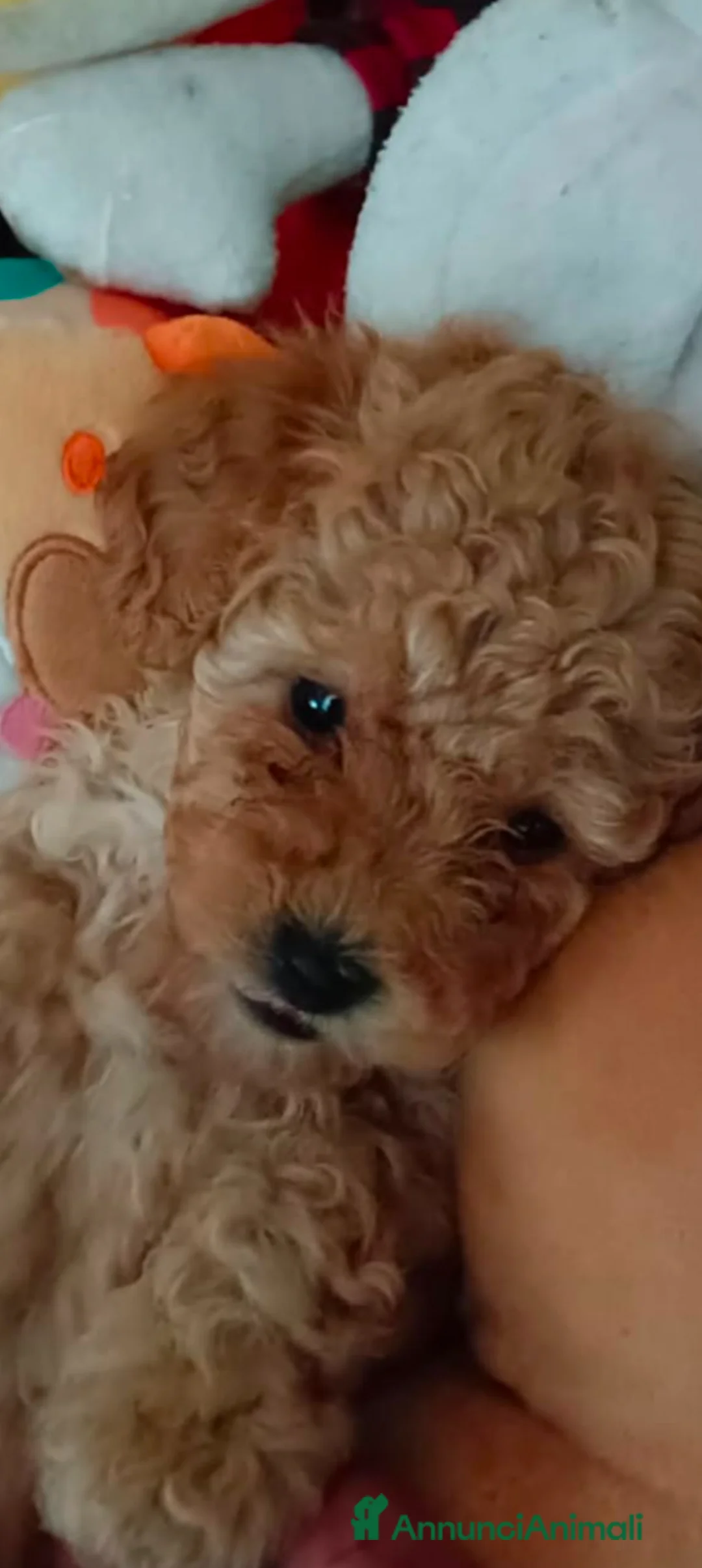 Barboncino Toy cani in vendita: BARBONCINO TOY - Annuncio 2