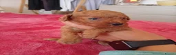 Barboncino Toy cani in vendita: Barboncini toy - Annuncio 3