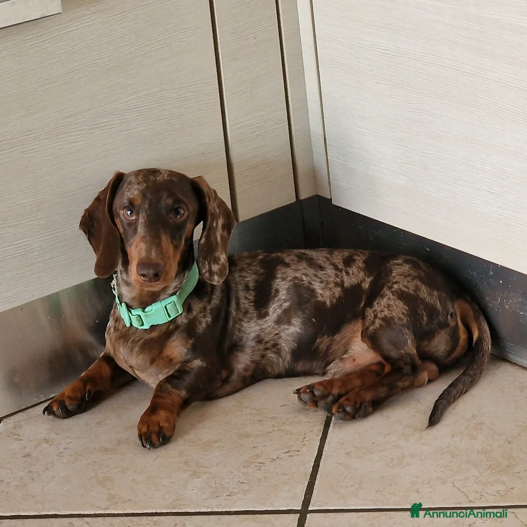 Bassotto cani in vendita: Bassotto arlecchino e cioccolato femmina e maschio - Annuncio 9