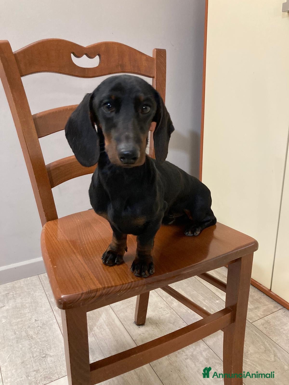Bassotto cani per accoppiamento: Bassotto nero focato kaninkeen  - Annuncio 3