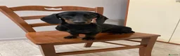 Bassotto cani per accoppiamento: Bassotto nero focato kaninkeen  - Annuncio 1