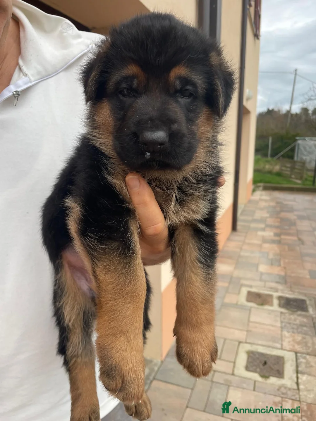 Pastore Tedesco cani in vendita: Cucciole Pastore Tedesco  - Annuncio 5