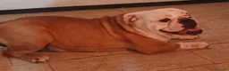 Bulldog cani in vendita: Cuccioli Bulldog Inglese  - Annuncio 1