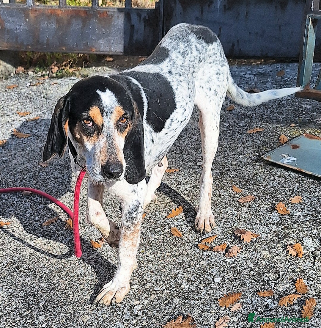 Segugio cani in regalo: Gustavo 4 anni tripode - Annuncio 5