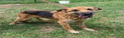 Meticcio cani in regalo: Adozione del cuore King 8 anni - Annuncio 6