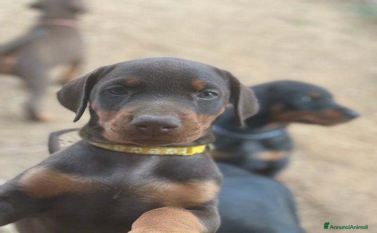 Dobermann cani a Città metropolitana di Roma Capitale - Annuncio 3