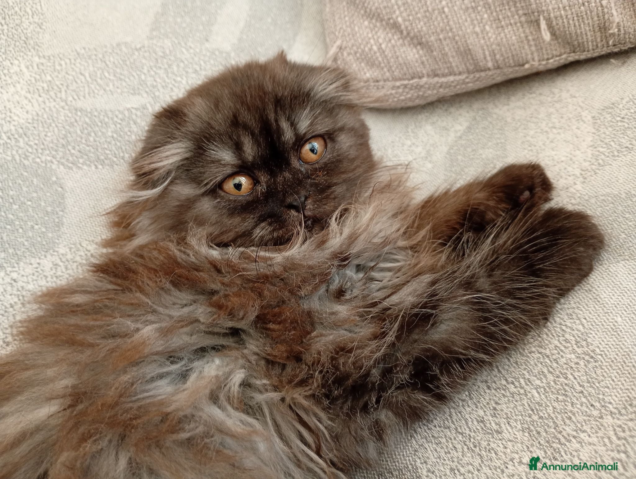 Scottish gatti Gattine Scottish longhair  - Annuncio 17
