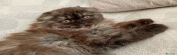 Scottish gatti in vendita: Gattine Scottish longhair  - Annuncio 6