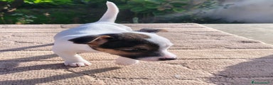 Jack Russell Cucciolo 3