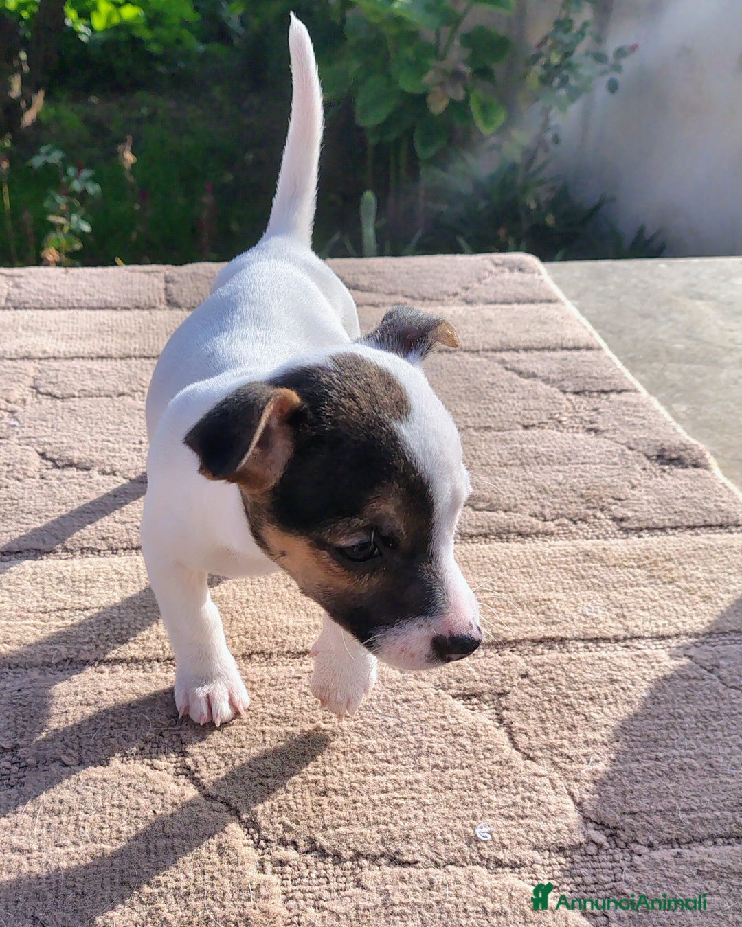 Jack Russell cani in vendita: Cuccioli jack russel  - Annuncio 10