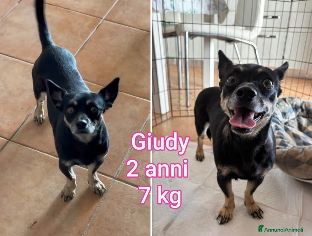 Meticcio cani in regalo: CANI DI TAGLIA PICCOLA E CONTENUTA! - Annuncio 2