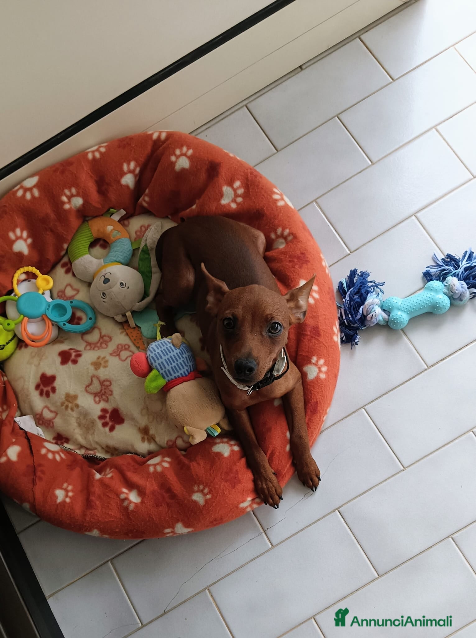 Pinscher Miniatura cani Pinscher toy - Annuncio 4