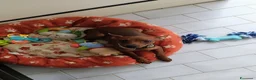 Pinscher Miniatura cani in vendita: Pinscher toy a Provincia di Cosenza - Annuncio 1