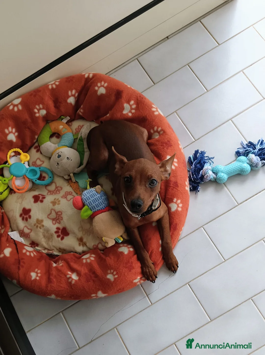 Pinscher Miniatura cani in vendita: Pinscher toy a Provincia di Cosenza - Annuncio 1