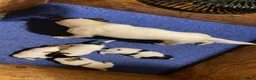 Jack Russell cani in vendita: Jack Russell terrier PELO CORTO e BROKEN - Annuncio 8