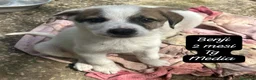 Meticcio cani in regalo: Cuccioli, non hanno chiesto di nascere  a Provincia di Brescia - Annuncio 9