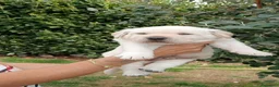 Labrador cani in vendita: Labrador miele con pedigree  - Annuncio 2