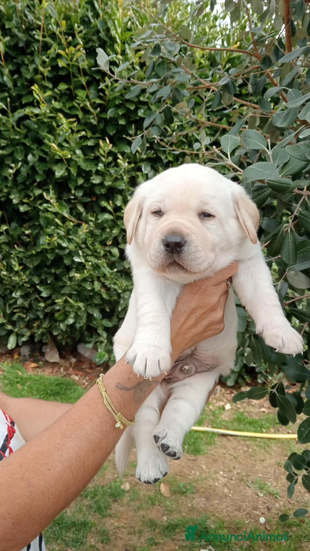 Labrador cani in vendita: Labrador miele con pedigree  - Annuncio 2