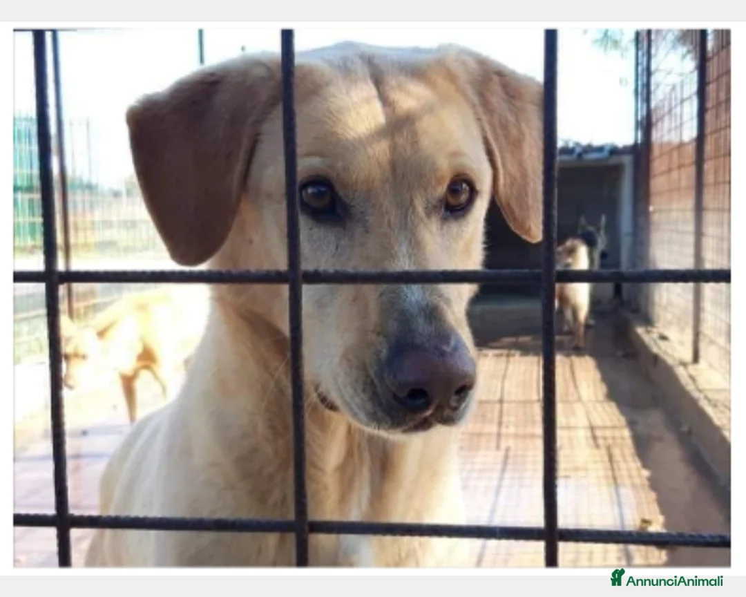 Meticcio cani in regalo: Portato in 1canile lager dai padroni 6anni fa!SICI a Milano - Annuncio 3