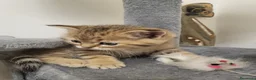 British gatti in vendita: Gattini british - Annuncio 2