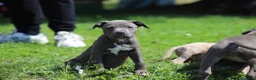 Pitbull cani in vendita: Cuccioli Pit Bull pronta consegna anche a rate - Annuncio 28