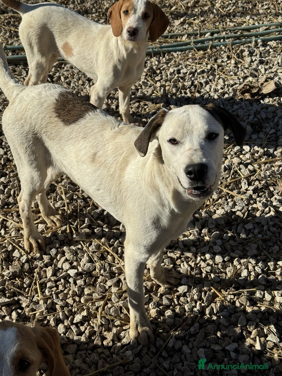 Meticcio cani in regalo: BALINA, cucciola mix DOGO ARGENTINO. Tenerissima!! - Annuncio 6