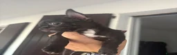 Chihuahua cani in vendita: Cucciola di Chihuahua femmina - Annuncio 5