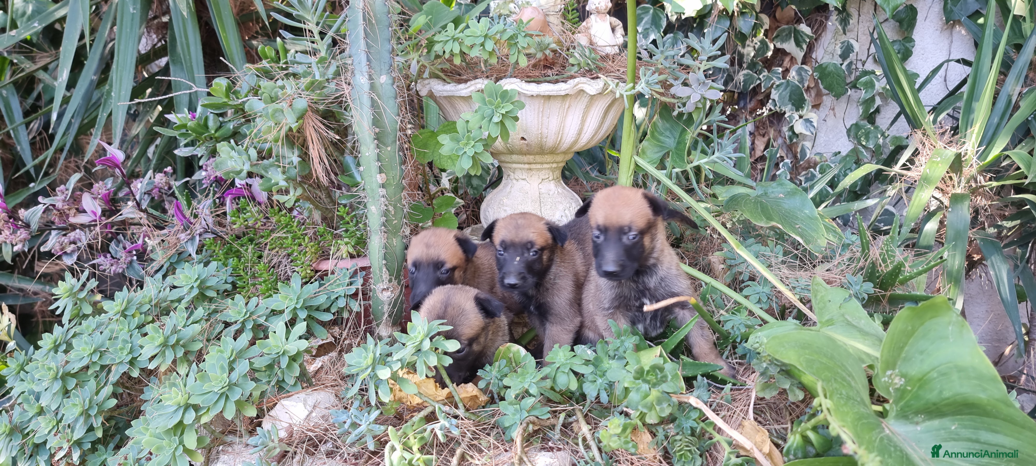 Pastore Belga cani Pastore Belga Malinois Salerno Benevento Avellino - Annuncio 7