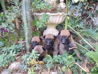 Pastore Belga cani Pastore Belga Malinois Salerno Benevento Avellino - Annuncio 21