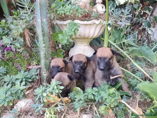 Pastore Belga cani Pastore Belga Malinois Salerno Benevento Avellino - Annuncio 33