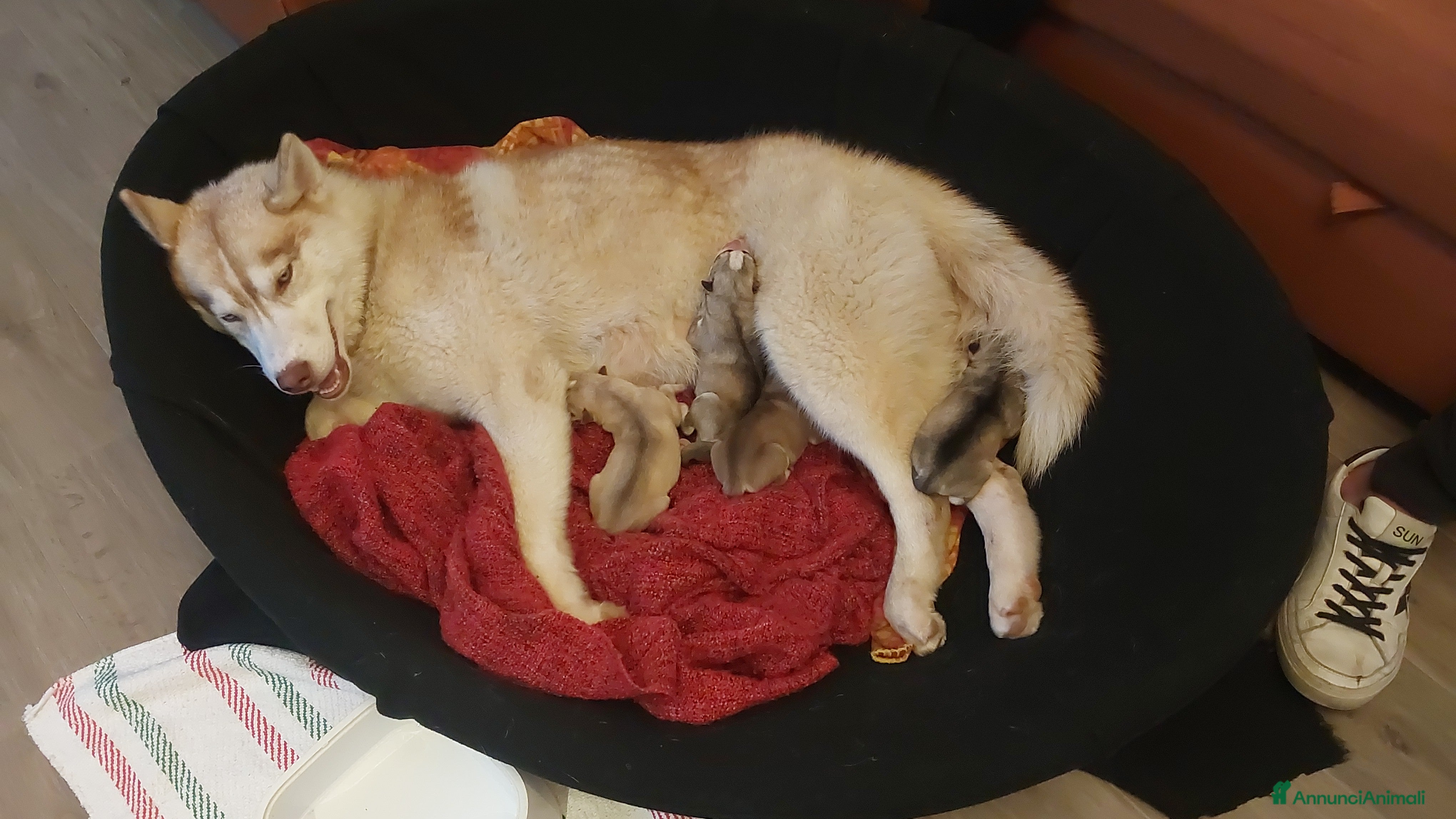 Husky cani Husky  - Annuncio 2