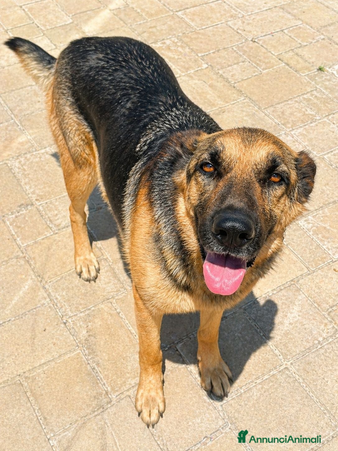 Pastore Tedesco cani Piedra - Annuncio 1