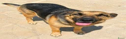 Pastore Tedesco cani in regalo: Piedra - Annuncio 1