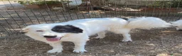 Meticcio cani in regalo: DOLCISSIMA SISSI - Annuncio 2