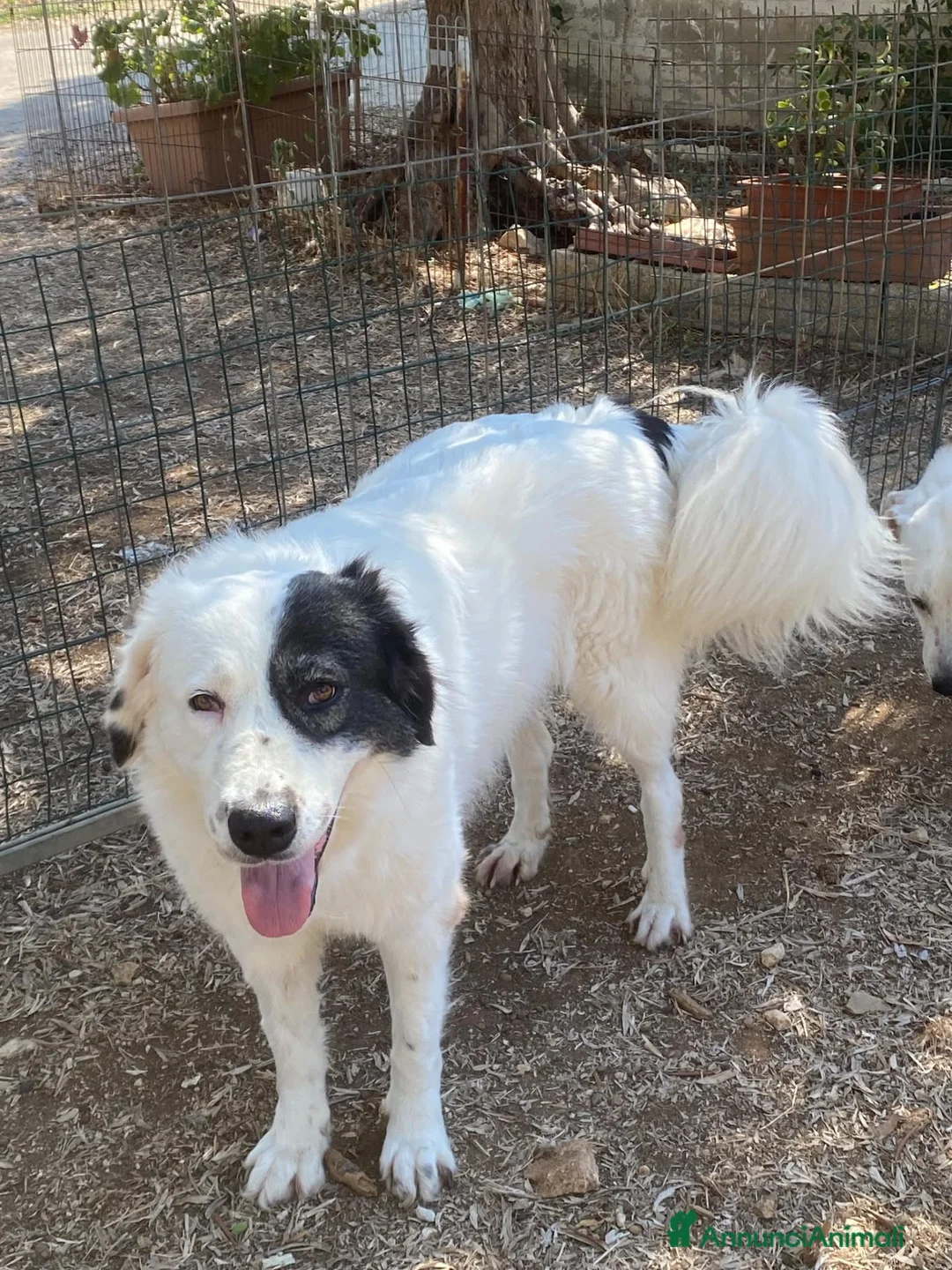 Meticcio cani in regalo: DOLCISSIMA SISSI - Annuncio 2