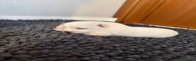 Maltese 2